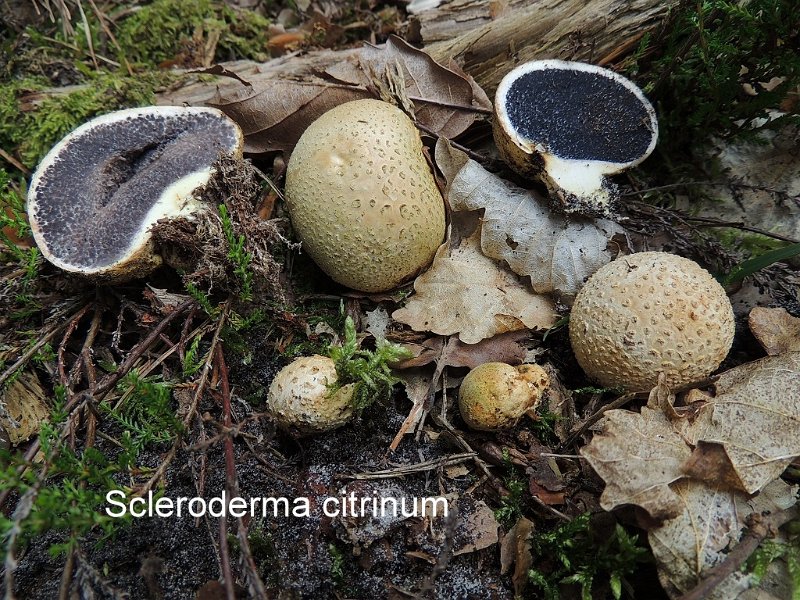 Scleroderma citrinum-amf1765.jpg - Scleroderma citrinum ; Syn: Scleroderma vulgare ; Non français: Scléroderme commun